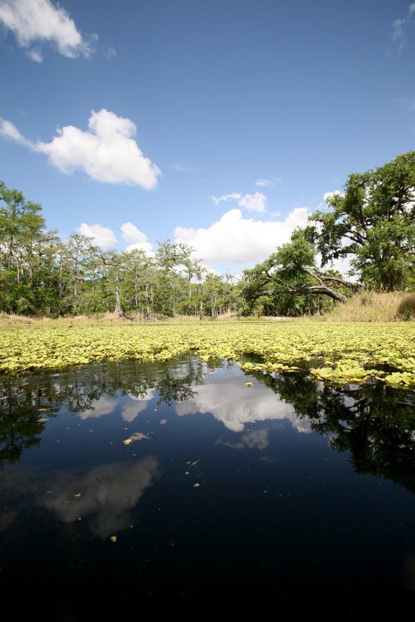 Back waters of Florida