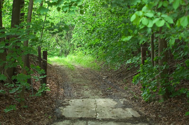 Back Woods Road stock image. Image of outdoor, outdoors, primeval 3347