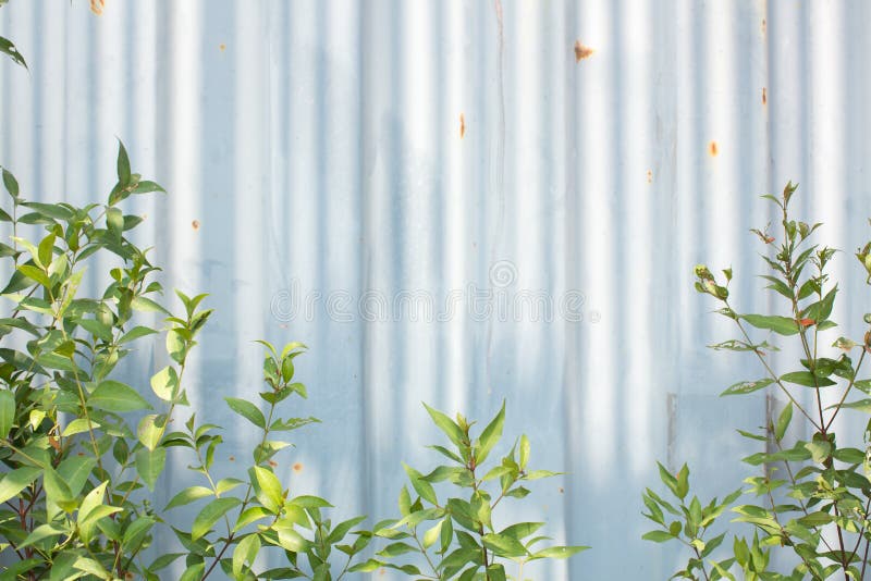 Backdrop of an Old Corrugated Metal Sheet Stock Image - Image of ...