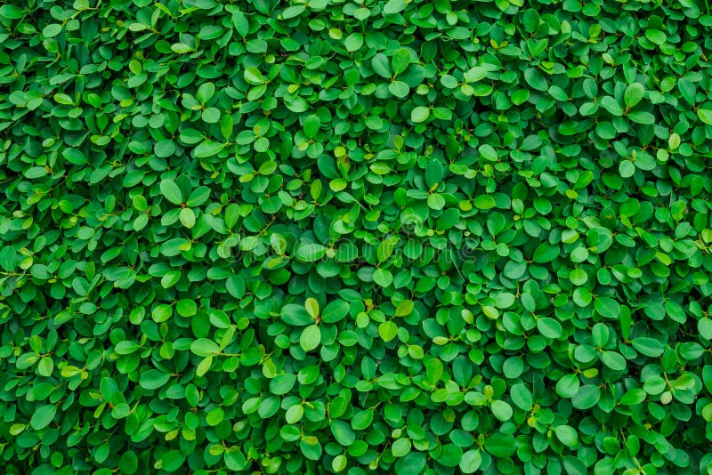 Backdrop of green leaves natural wall.