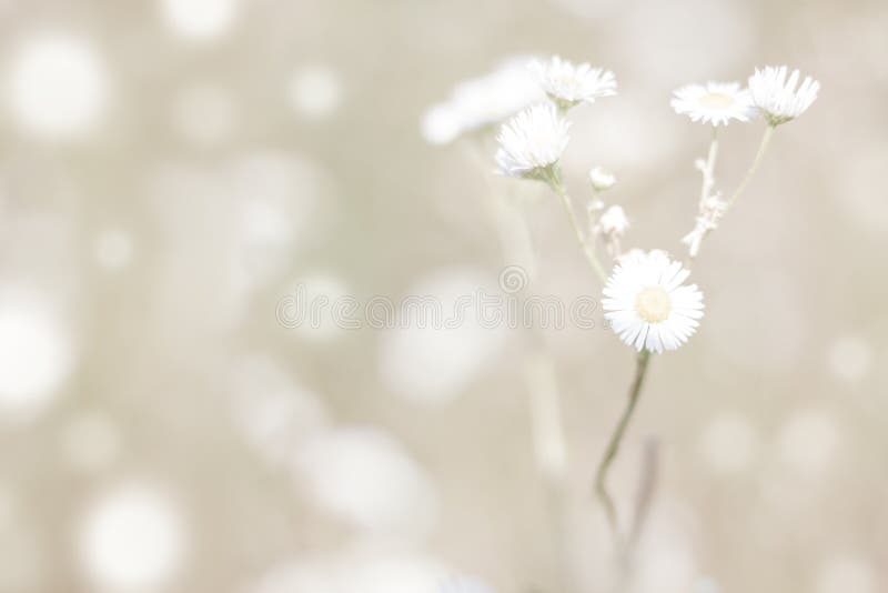 Backdrope floral Beau champ de camomille dans le jour et le bokeh du soleil Tons amortis légers Fleur Unfocused de tache floue image stock Backdrope floral Beau champ de camomille dans le jour et le bokeh du soleil Tons amortis légers Fleur Unfocused de tache floue image stock