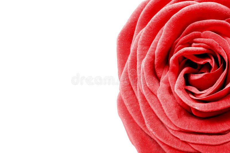 Isolated red rose with white background, there is enough space to fill in your text. Isolated red rose with white background, there is enough space to fill in your text