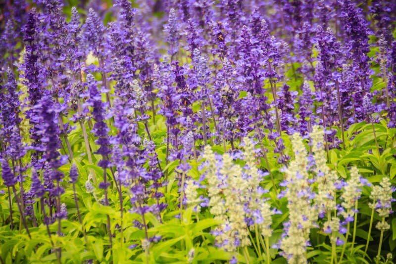 Mealycup sage (Salvia farinacea) white and purple flower background. Salvia farinacea, also known as mealycup sage, or mealy sage, is a herbaceous perennial native to Mexico. Mealycup sage (Salvia farinacea) white and purple flower background. Salvia farinacea, also known as mealycup sage, or mealy sage, is a herbaceous perennial native to Mexico.