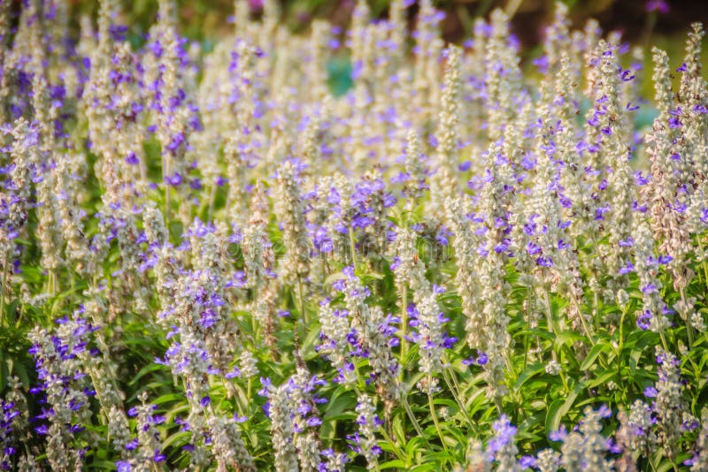 Mealycup sage (Salvia farinacea) white and purple flower background. Salvia farinacea, also known as mealycup sage, or mealy sage, is a herbaceous perennial native to Mexico. Mealycup sage (Salvia farinacea) white and purple flower background. Salvia farinacea, also known as mealycup sage, or mealy sage, is a herbaceous perennial native to Mexico.