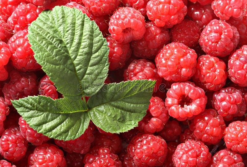 Backgrond of raspberry