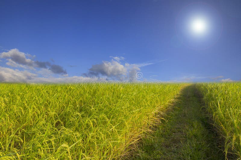 Backgroun nuageux de paysage de nuage de ciel bleu d'herbe verte de gisement de riz photos stock Backgroun nuageux de paysage de nuage de ciel bleu d'herbe verte de gisement de riz photos stock