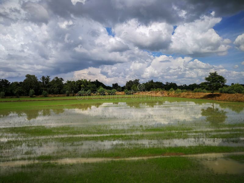 Backgroun nuvoloso del paesaggio degli azzurri del campo di erba verde del giacimento del riso immagini stock Backgroun nuvoloso del paesaggio degli azzurri del campo di erba verde del giacimento del riso immagini stock