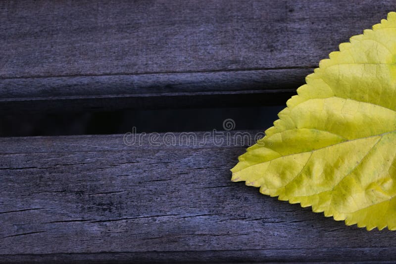 Background abstract yellow leaf wallpaper stock photo Background abstract yellow leaf wallpaper stock photo