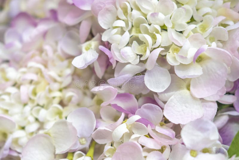 Background of Artificial White Flower Petals, Texture Closeup Stock Photo Image of beauty