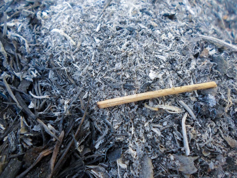 Background from the Ashes of Burnt Grass. a Lot of Ashes on the Field