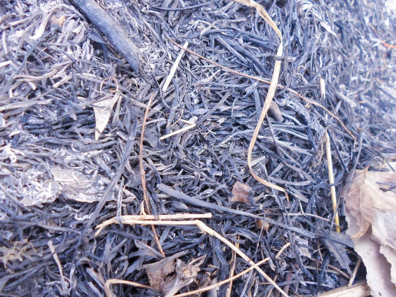 Background from the Ashes of Burnt Grass. a Lot of Ashes on the Field
