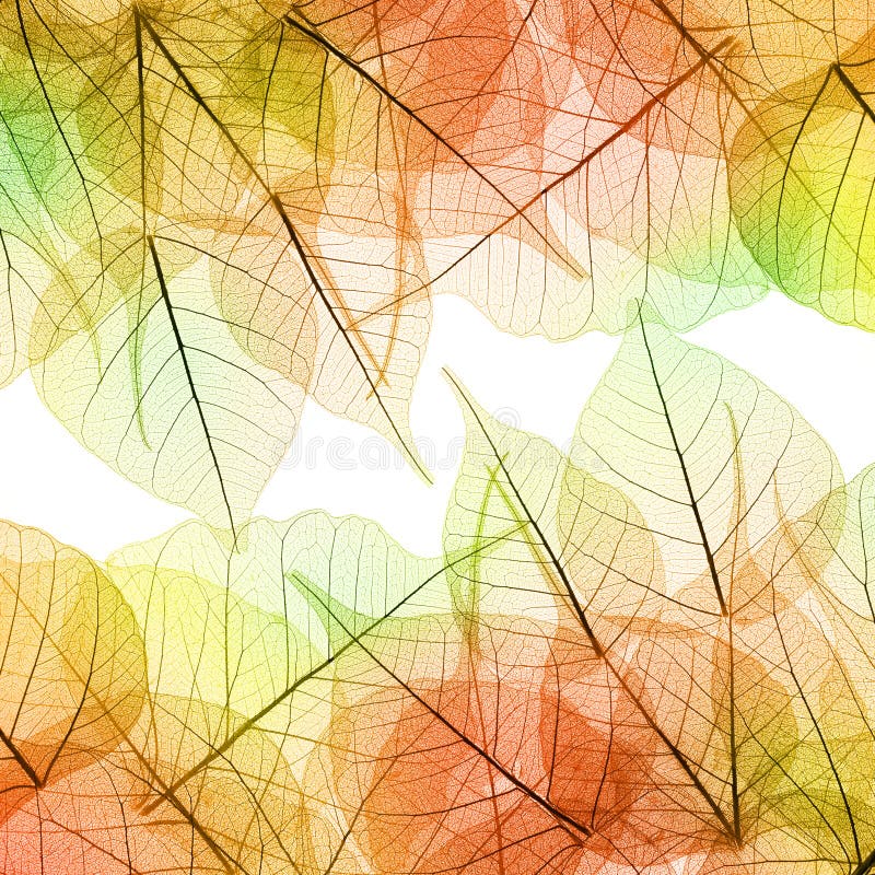 Background of Autumn color Leaves - natural texture