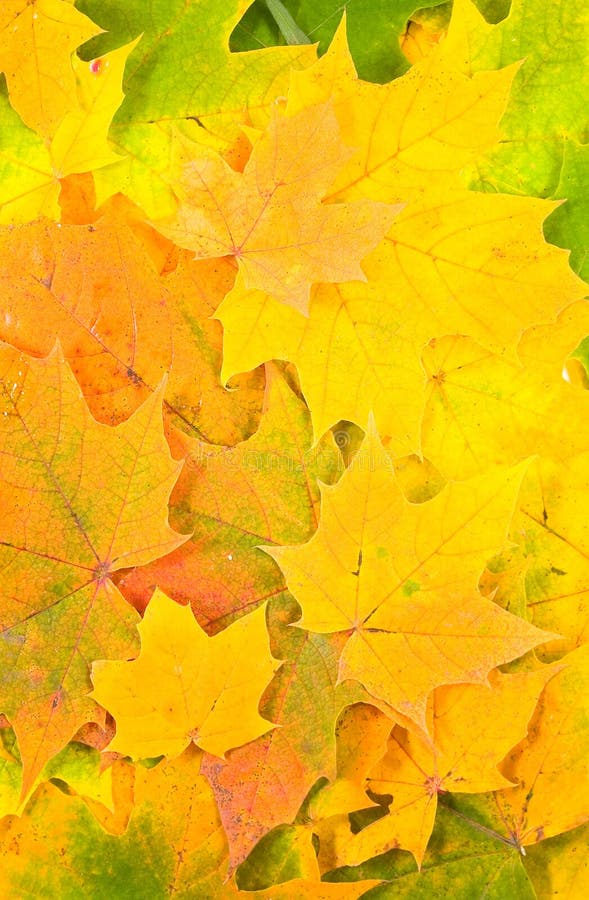 Background from autumn maple leaves