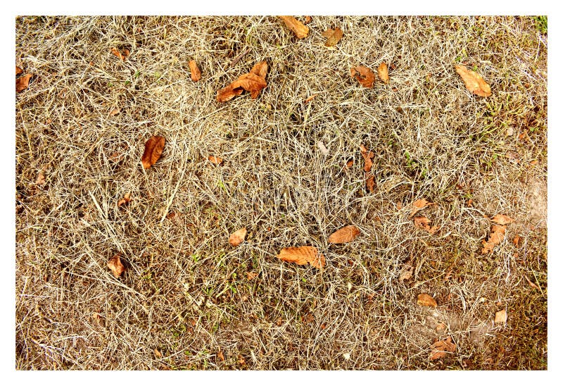 Background. Autumn withered grass and fallen leaves. Photo. stock image