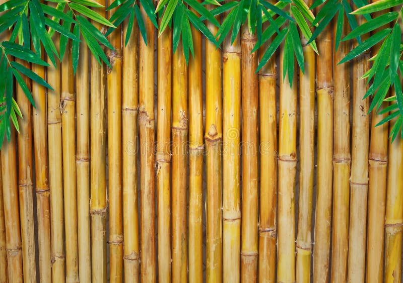 Background Of A Bamboo Fence with bamboo-leaves