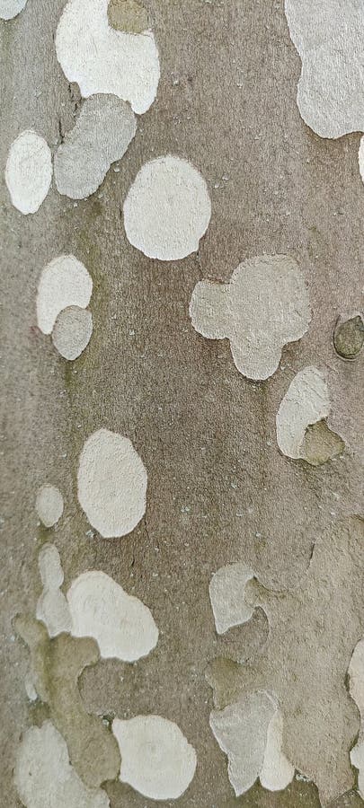 Background of bark American sycamore. Spotted texture of bark sycamore, abstract pattern, soft tones. Full frame. Close-up