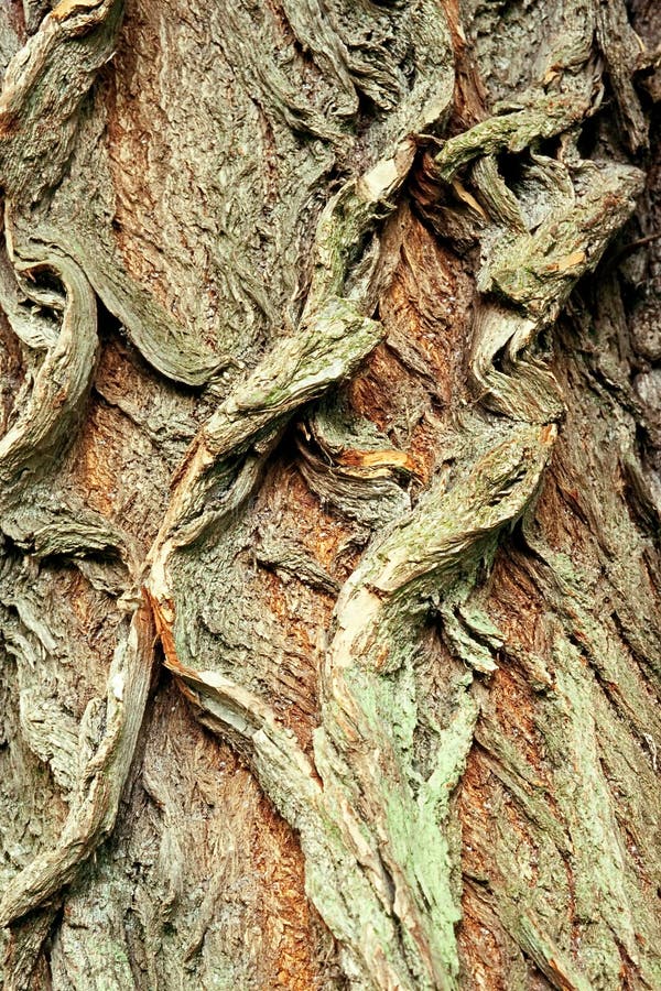 Background of bark of White Willow, Salix alba, closeup. Roughness stock images, royalty-free photos and pictures