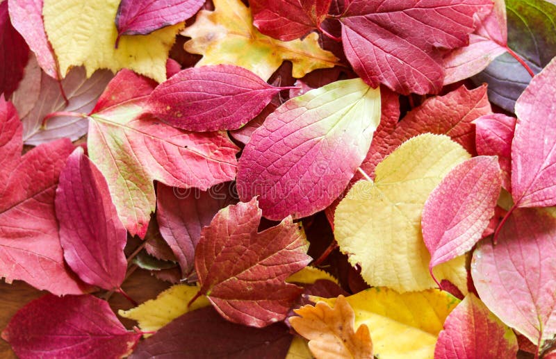 Background of beautiful autumn red, dark pink and yellow leaves. Fall texture. Selective focus.