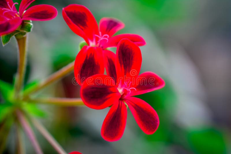 Background, beautiful, beauty, bloom, blooming, blossom, botanical, botany, bright, bud, close, up, color, coral, detail, flora, floral, flower, fresh, garden, gardening, geranium, geraniums, green, growth, head, isolated, leaf, macro, natural, nature, nobod, petal, plant, red, flowers, ypelargonium. Background, beautiful, beauty, bloom, blooming, blossom, botanical, botany, bright, bud, close, up, color, coral, detail, flora, floral, flower, fresh, garden, gardening, geranium, geraniums, green, growth, head, isolated, leaf, macro, natural, nature, nobod, petal, plant, red, flowers, ypelargonium