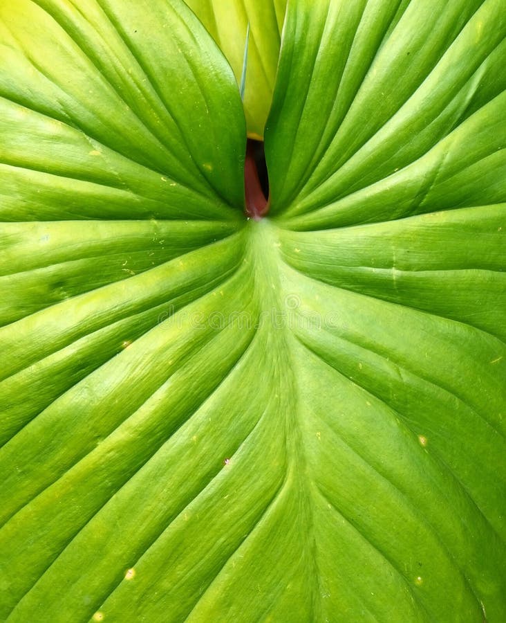 Background of Beautiful Elephant Ear or Colocasia Leaf Stock Image ...