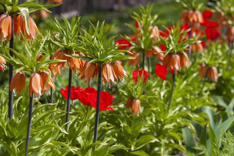 Background of beautiful flowers. A beautiful flower in a meadow. A flower bud in the spring in the sun. Flower bed. Close-up. Red flower. Background for posters, banners, postcards and greetings