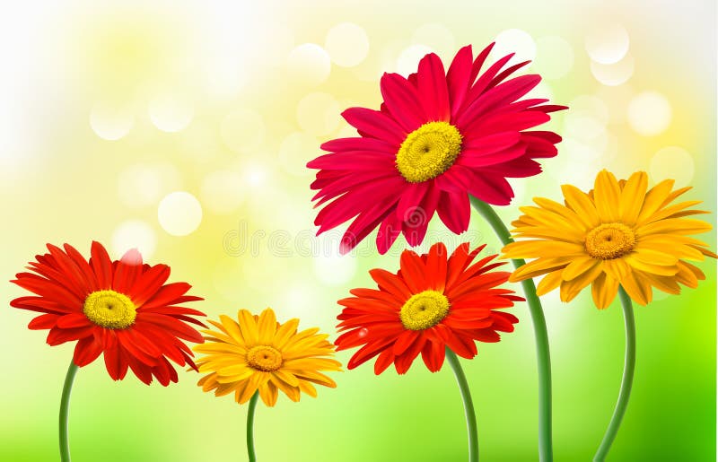 Background with beautiful gerber flowers