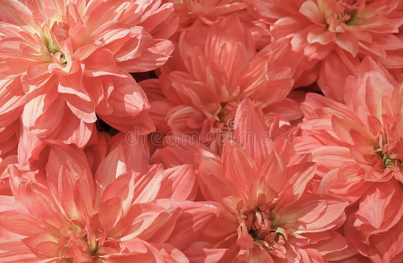 Background of Beautiful Pink Artificial Aster Flowers stock photography Background of Beautiful Pink Artificial Aster Flowers stock photography