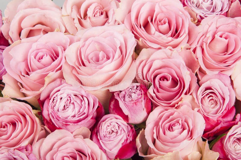 Background with beautiful pink roses