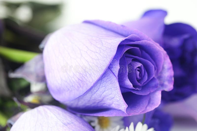 Background of Beautiful Violet Roses Stock Image Image of blossom, passion 36808603