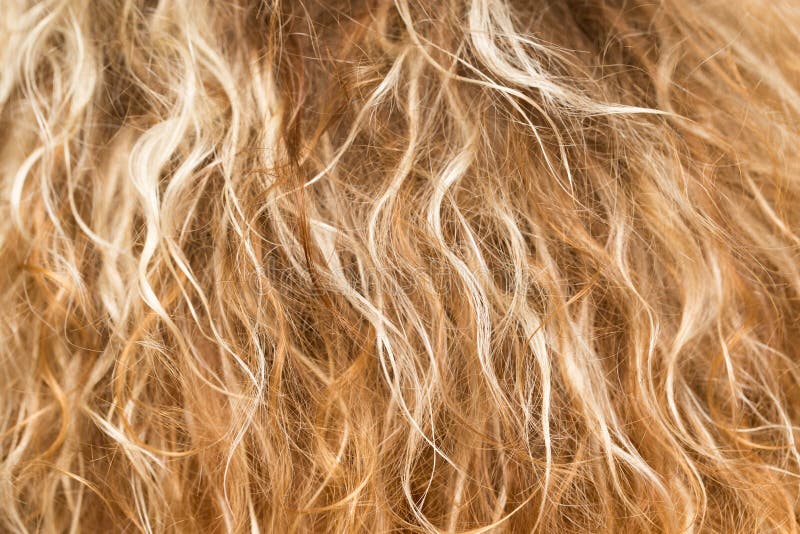 Blond Wavy Hair Girl - wide 6