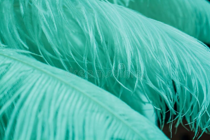Background of Blue Mint Color Feathers. Stock Image Image of abstract