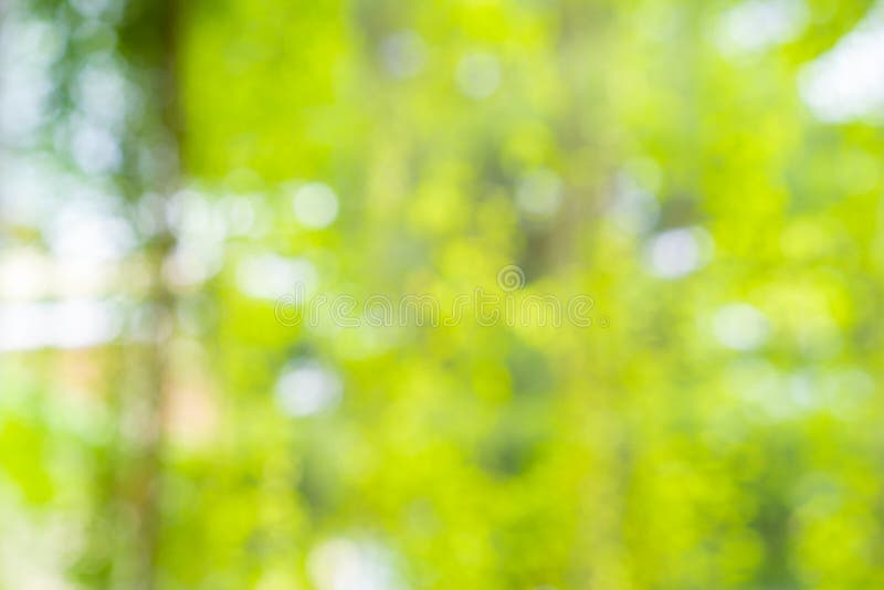 Background of Blur Green Fresh Leaf and Vine in the Garden at Morning  Monday for Any Nature Background and Backdrop Stock Photo - Image of  design, beauty: 168262810