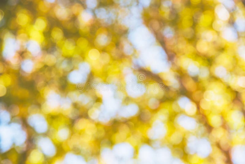 Background Blur Natural and Light Background in the Park. Yellow Tree Maple  Bokeh Stock Photo - Image of park, blurry: 171405764