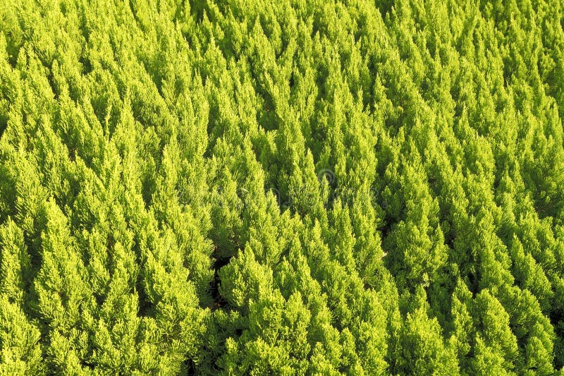 Cedrus deodara stock images