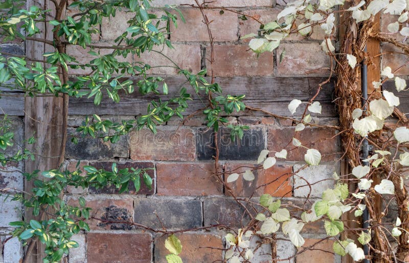 Background with Brickwork and Climbing Plants Stock Image Image of plants, brick 297957493