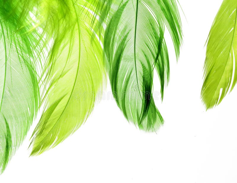 Background of Bright Green Feathers on a White Isolated Stock Photo - Image  of abstraction, feathers: 106230488