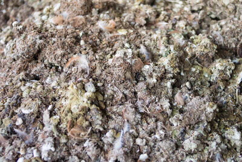 469 Chicken Manure Stock Photos Free & RoyaltyFree Stock Photos from