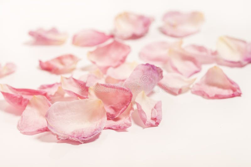 6,797 Pink Rose Petals Scattered Images, Stock Photos, 3D objects, &  Vectors