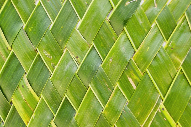 Background of coconut leaf stock image. Image of craftsmanship - 42897069