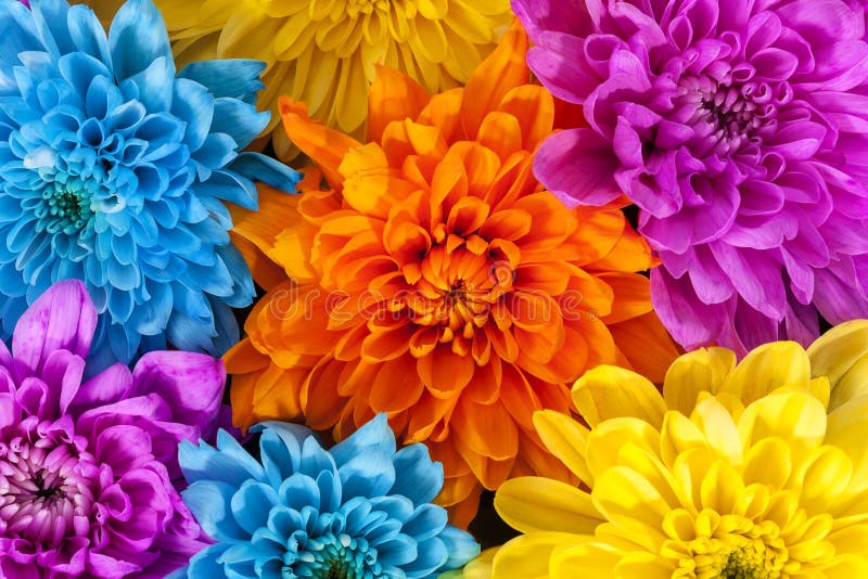 Background of colorful chrysanthemum flowers, blue, pink, yellow, orange