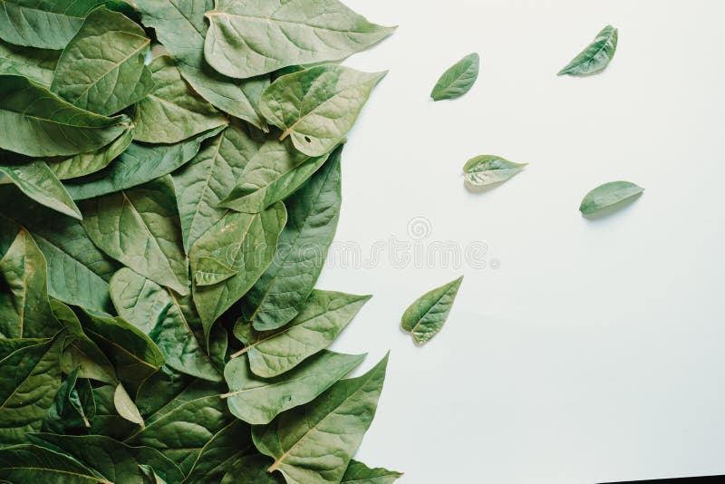 171 Vintage Rustic Texture Half White Green Background Stock Photos