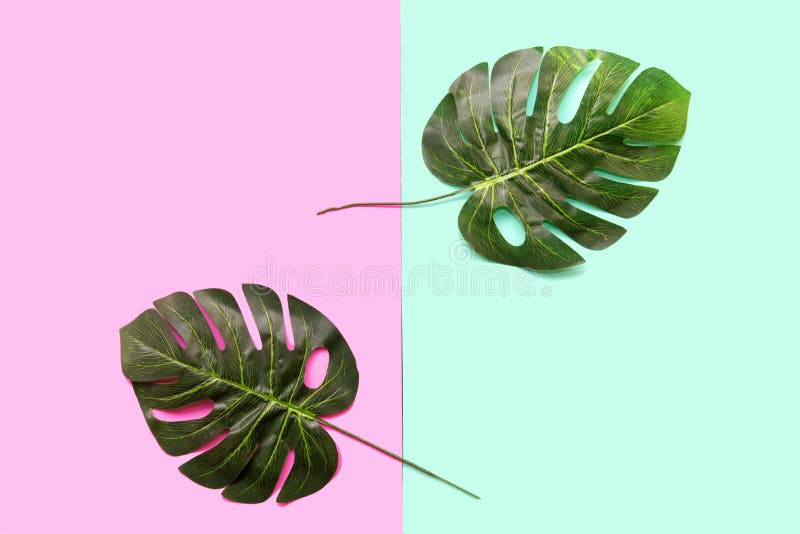 Background Concept. Monstera Leave on Green and Pink Background Stock