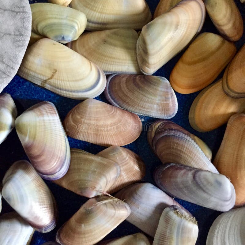 Coquina shells