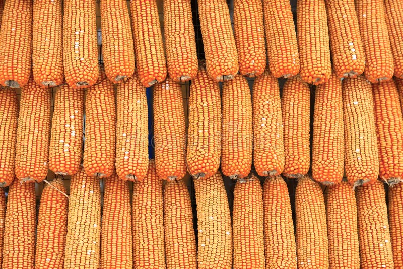 Background of Corn on the Cob Stock Photo - Image of natural