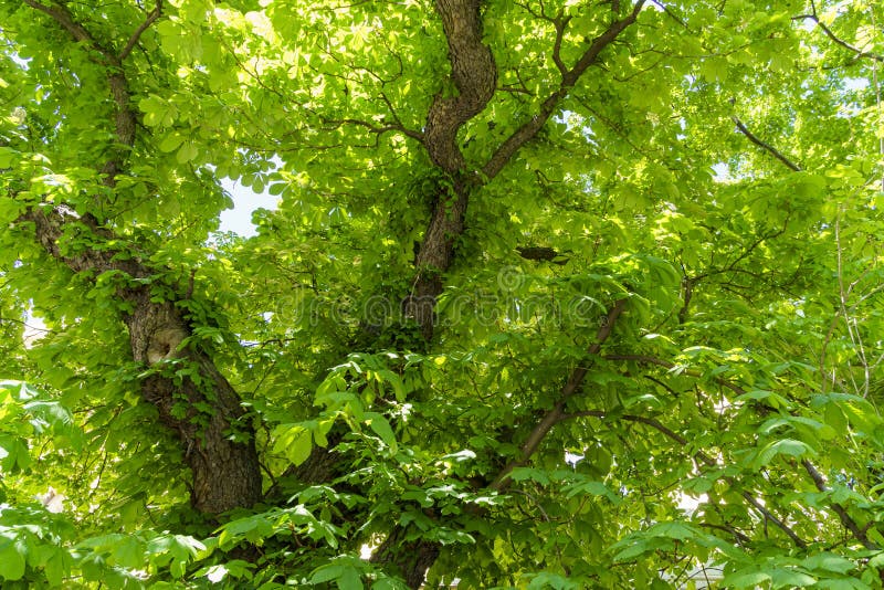 Background picture of the dense lush foliage of the crown of an old old poplar on a sunny summer day. Background picture of the dense lush foliage of the crown of an old old poplar on a sunny summer day