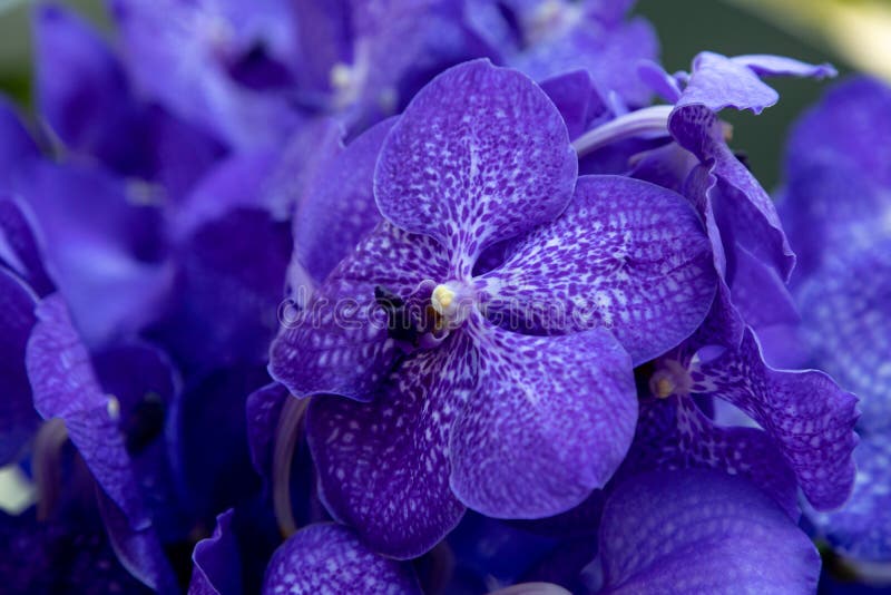 Background of dark blue orchids Vanda Coerulea, blue vanda, Vanda coerulea Griff. ex Lindl