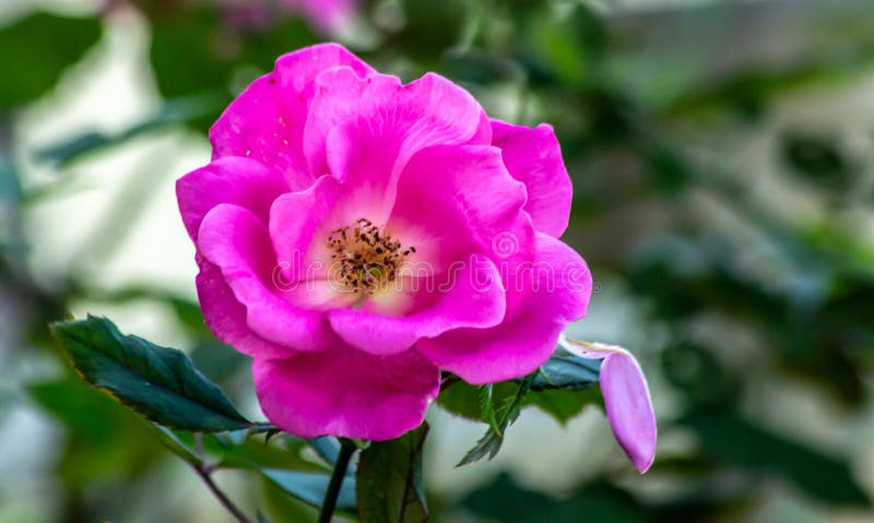 background, dettagli di un giardino di rose nel periodo autunnale fotografia stock libera da diritti background, dettagli di un giardino di rose nel periodo autunnale fotografia stock libera da diritti