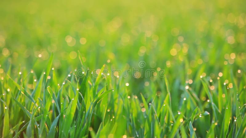 Background with Dew on the Grass at Dawn. Seamless Loop