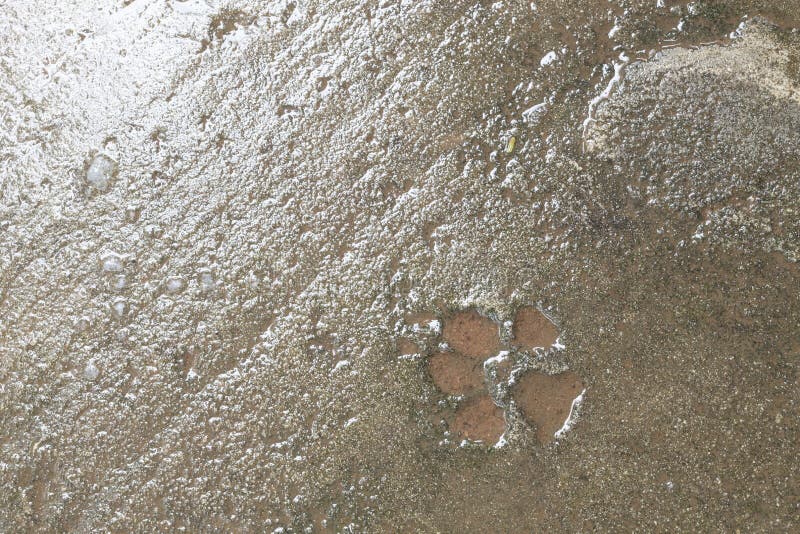 Background, Dog Footprint On Concrete. Stock Image - Image of hunting