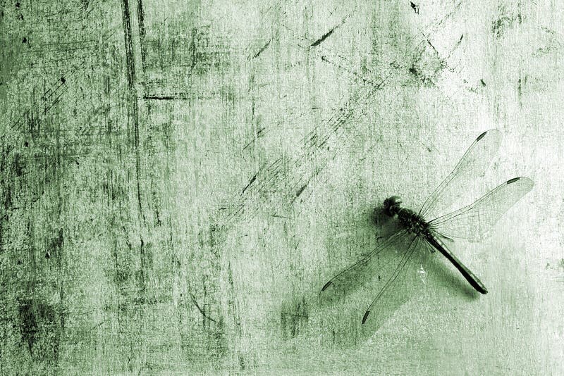 Background with dragonfly royalty free stock photo